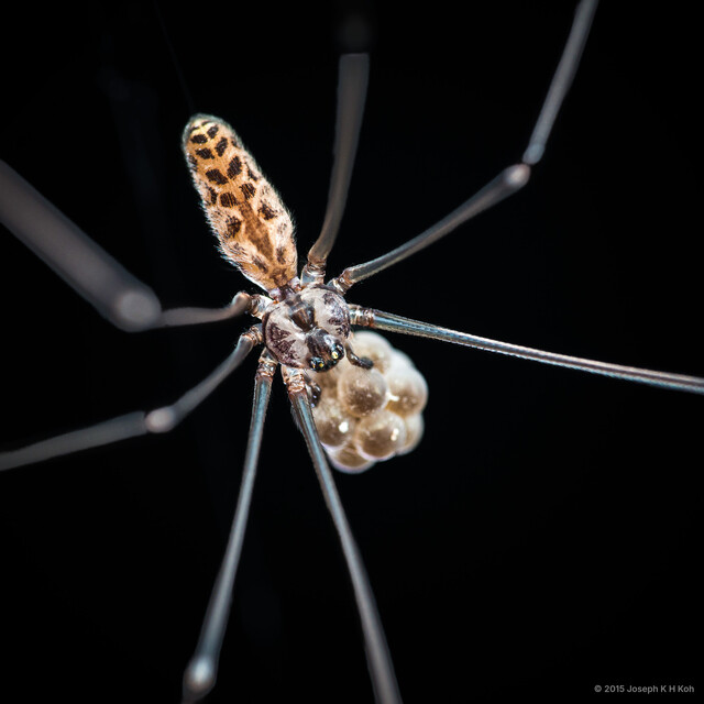 Smeringopus pallidus•&copy; Joseph K H Koh•All Rights Reserved♀, Adult, Habitus, Dorsal, Egg(s)/Egg Sac(s)
