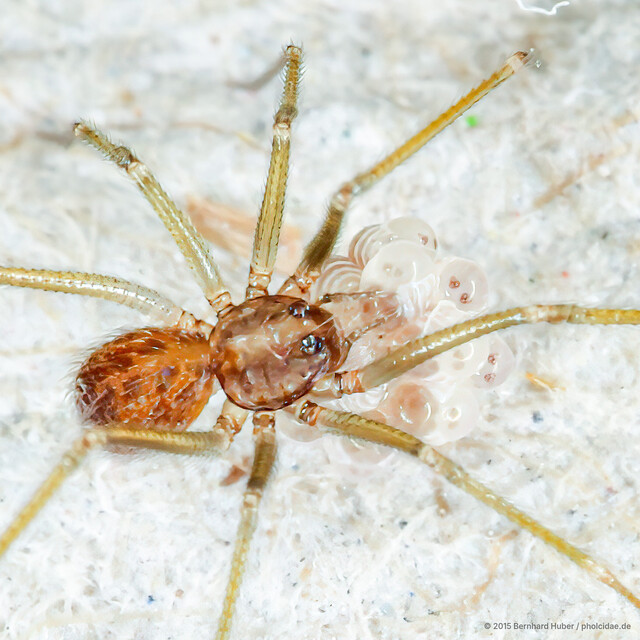 Spermophora sp. "Rear-pocketed"•&copy; Bernhard Huber•All Rights Reserved♀, Adult, Habitus, Dorsal, Egg(s)/Egg Sac(s)