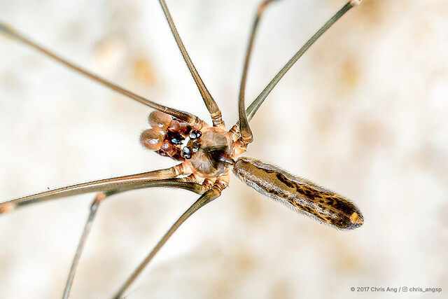 Uthina luzonica•&copy; Chris Ang•All Rights Reserved♂, Adult, Habitus, Dorsal