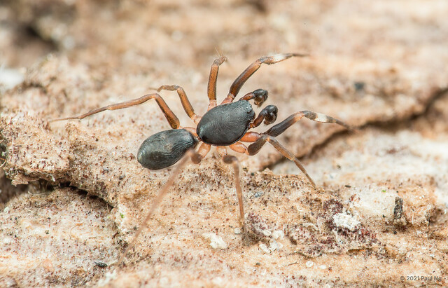 Plynnon sp. "Cream-legged Rimmed"•&copy; Paul Ng•All Rights Reserved♂, Adult, Habitus, Dorsal