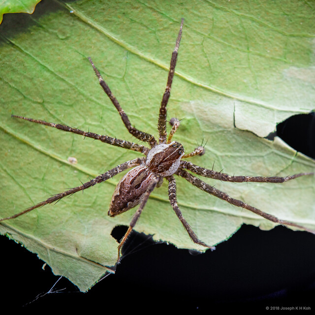 Dendrolycosa sp. "Mangrove Tree Lycan"•&copy; Joseph K H Koh•All Rights Reserved♂, Adult, Habitus, Dorsal