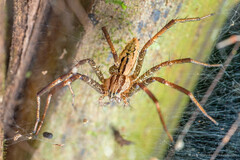 Dendrolycosa sp. "Pale Tree Lycan"