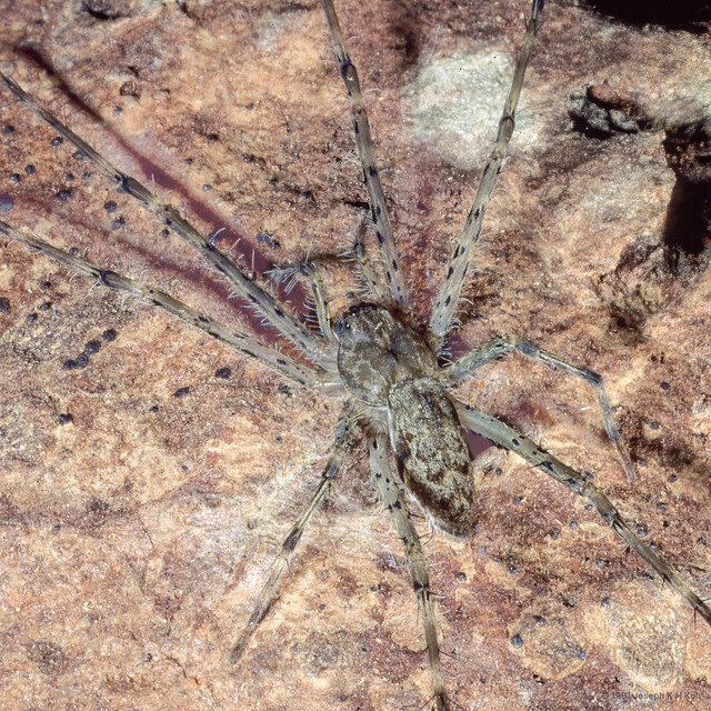 Hygropoda sp. "Southeast Asian Mangrove"•&copy; Joseph K H Koh•All Rights Reserved♂, Adult, Habitus, Dorsal