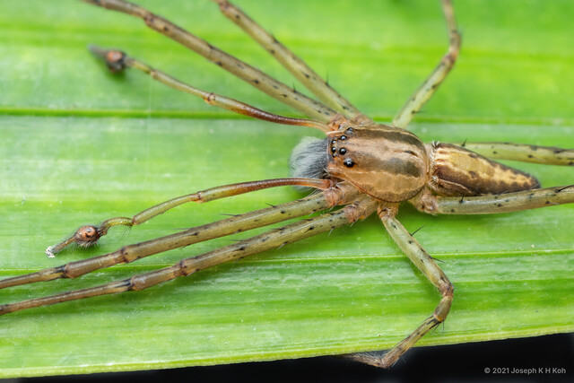 Hygropoda prognatha•&copy; Joseph K H Koh•All Rights Reserved♂, Adult, Habitus, Dorsal
