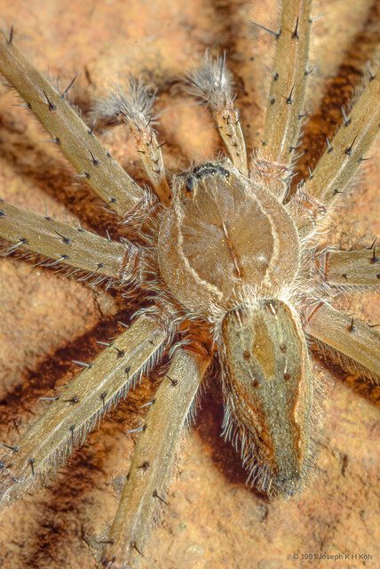 Nilus sp. "Variegated Water"•&copy; Joseph K H Koh•All Rights Reserved♂, Adult, Habitus, Dorsal
