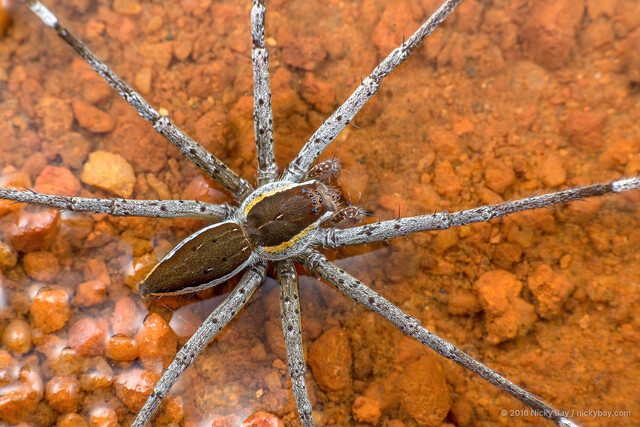 Nilus albocinctus•&copy; Nicky Bay•All Rights Reserved♀, Adult, Habitus, Dorsal