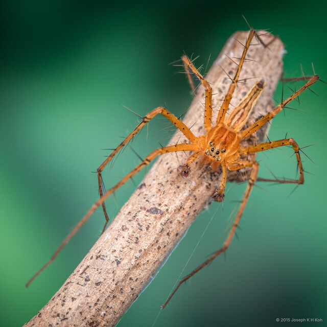 Polyboea vulpina•&copy; Joseph K H Koh•All Rights Reserved♂, Adult, Habitus, Dorsal