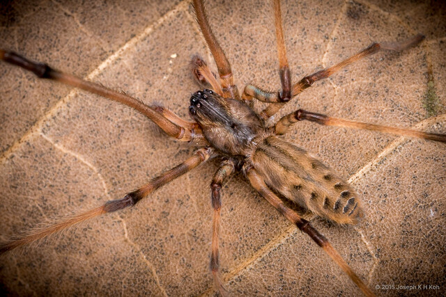 Fecenia ochracea•&copy; Joseph K H Koh•All Rights Reserved♂, Adult, Habitus, Dorsal
