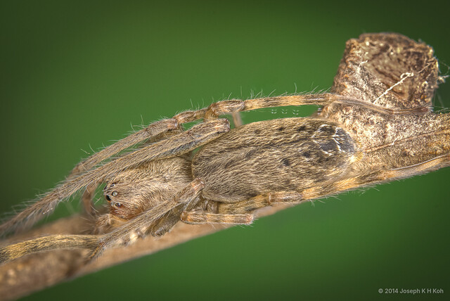 Fecenia protensa•&copy; Joseph K H Koh•All Rights Reserved♀, Adult, Habitus, Dorsal