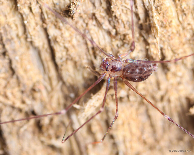 Leclercera sp. "Patched Violet Ground Weaver"•&copy; James Koh•All Rights Reserved♀, Adult, Habitus, Dorsal