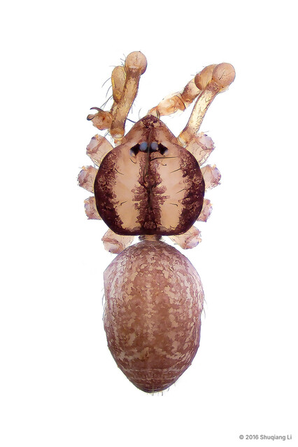 Merizocera mandai•&copy; Shuqiang Li•All Rights Reserved♂, Adult, Habitus, Dorsal