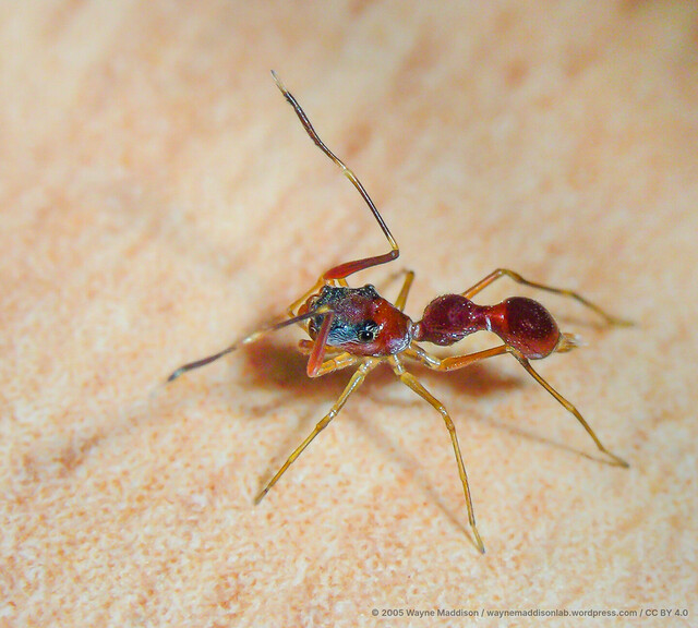 Agorius sp. "Peanut Long-patella"•&copy; Wayne Maddison•CC BY 4.0♂, Adult, Habitus, Lateral