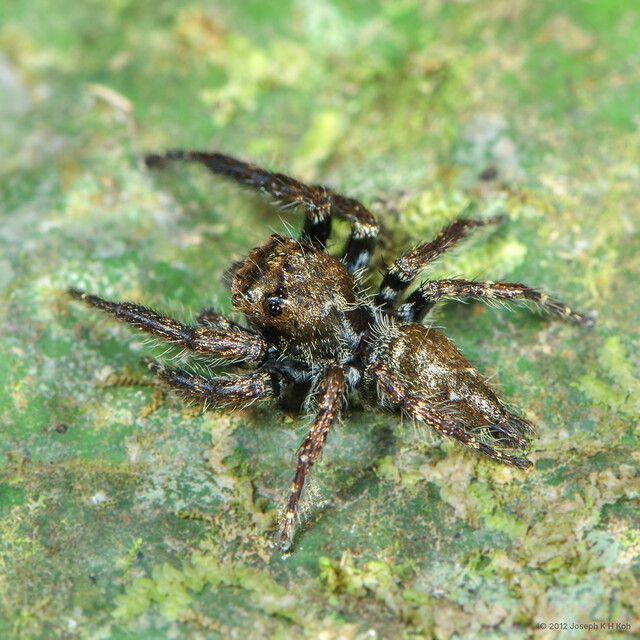Anarrhotus fossulatus•&copy; Joseph K H Koh•All Rights Reserved♂, Adult, Habitus, Dorsal