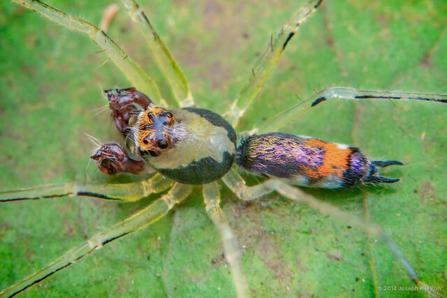 Asemonea tenuipes•&copy; Joseph K H Koh•All Rights Reserved♂, Adult, Habitus, Dorsal