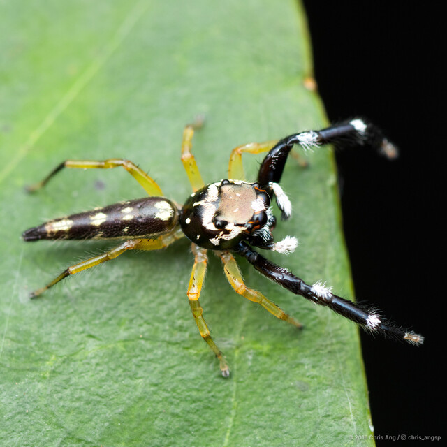 Bavia capistrata•&copy; Chris Ang•All Rights Reserved♂, Adult, Habitus, Dorsal