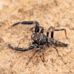 Bavia sexpunctata (Doleschall, 1859)
