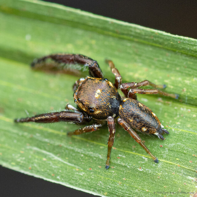 Bianor angulosus•&copy; Chris Ang•All Rights Reserved♂, Adult, Habitus, Dorsal