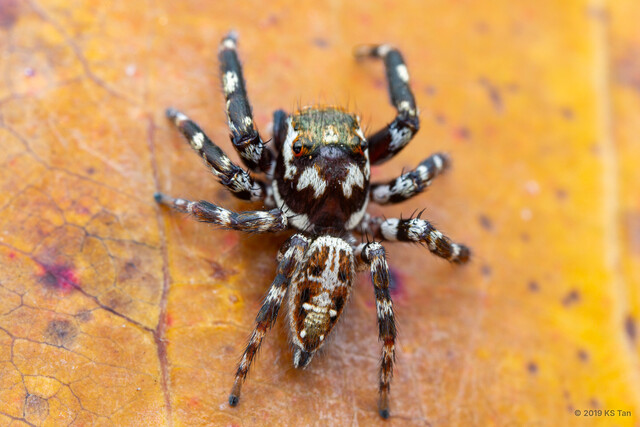 Burmattus albopunctatus•&copy; KS Tan•All Rights Reserved♂, Adult, Habitus, Dorsal