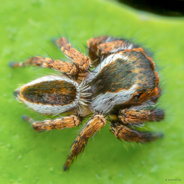 Carrhotus sp. "Bearded"•&copy; KS Tan•All Rights Reserved♂, Adult, Habitus, Dorsal