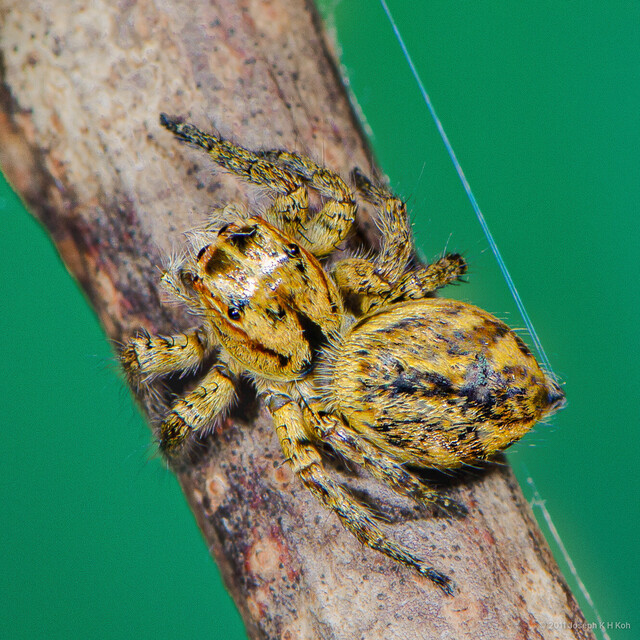 Carrhotus sp. "Heavyweight"•&copy; Joseph K H Koh•All Rights Reserved♀, Adult, Habitus, Dorsal