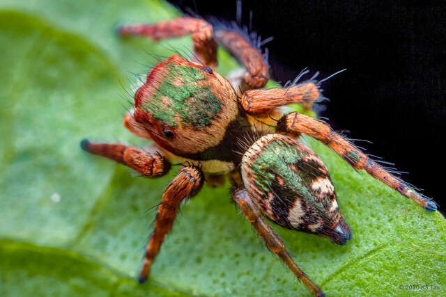 Carrhotus sp. "Painted"•&copy; KS Tan•All Rights Reserved♀, Adult, Habitus, Dorsal