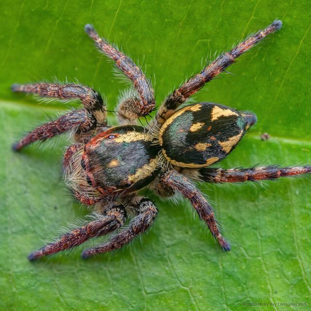 Carrhotus sp. "Striped"•&copy; Nicky Bay•All Rights Reserved♀, Adult, Habitus, Dorsal