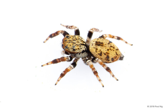 Carrhotus sp. "Tiny"•&copy; Paul Ng•All Rights Reserved♀, Adult, Habitus, Dorsal