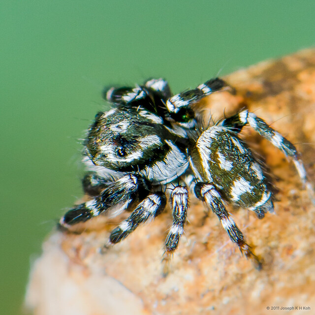 Carrhotus sannio•&copy; Joseph K H Koh•All Rights Reserved♂, Adult, Habitus, Dorsal