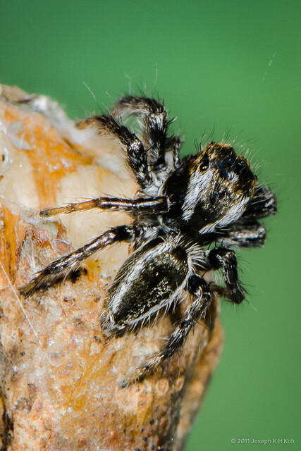 Carrhotus viduus•&copy; Joseph K H Koh•All Rights Reserved♂, Adult, Habitus, Dorsal