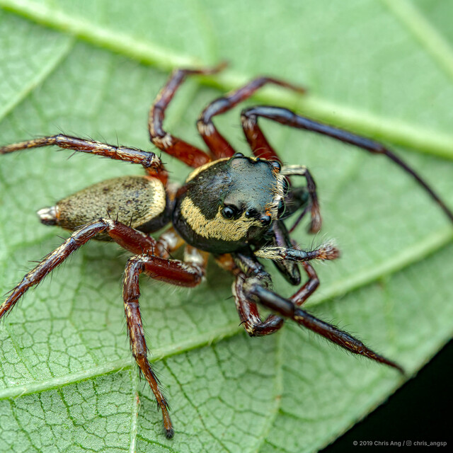 Chalcotropis sp. "Wide-jawed House"•&copy; Chris Ang•All Rights Reserved♂, Adult, Habitus, Dorsal