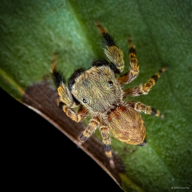 Chalcovietnamicus daiqini•&copy; Paul Ng•All Rights Reserved♂, Adult, Habitus, Dorsal