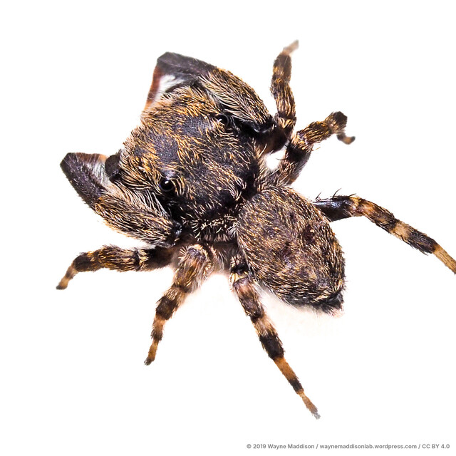 Chalcovietnamicus terbakar•&copy; Wayne Maddison•CC BY 4.0♂, Adult, Habitus, Dorsal