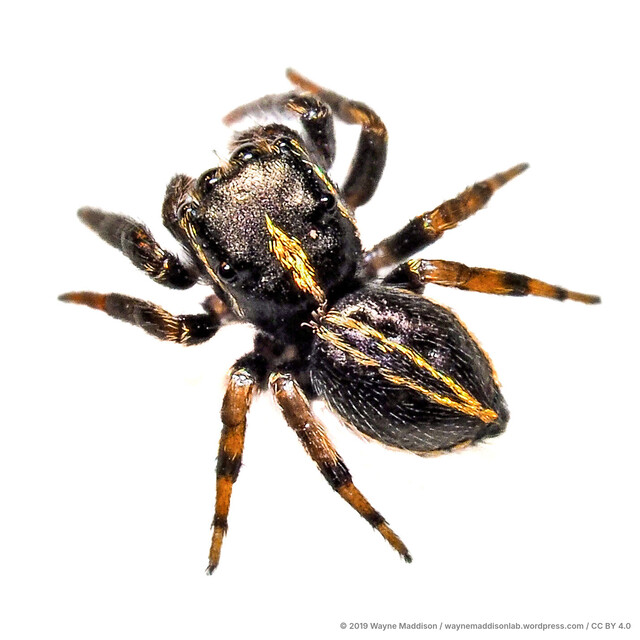 Chalcovietnamicus vietnamensis•&copy; Wayne Maddison•CC BY 4.0♂, Adult, Habitus, Dorsal
