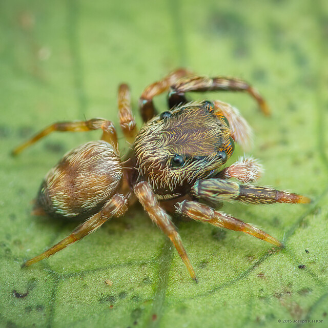 Charippus bukittimah•&copy; Joseph K H Koh•All Rights Reserved♂, Adult, Habitus, Lateral
