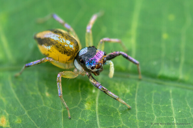 "Chrysilla" delicata•&copy; Nicky Bay•All Rights Reserved♂, Adult, Habitus, Dorsal