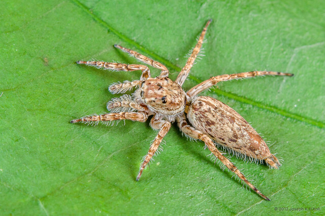 Cocalus murinus•&copy; Joseph K H Koh•All Rights Reserved♀, Adult, Habitus, Dorsal