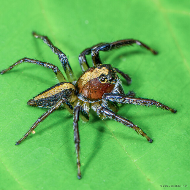 Colyttus bilineatus•&copy; Joseph K H Koh•All Rights Reserved♂, Adult, Habitus, Lateral
