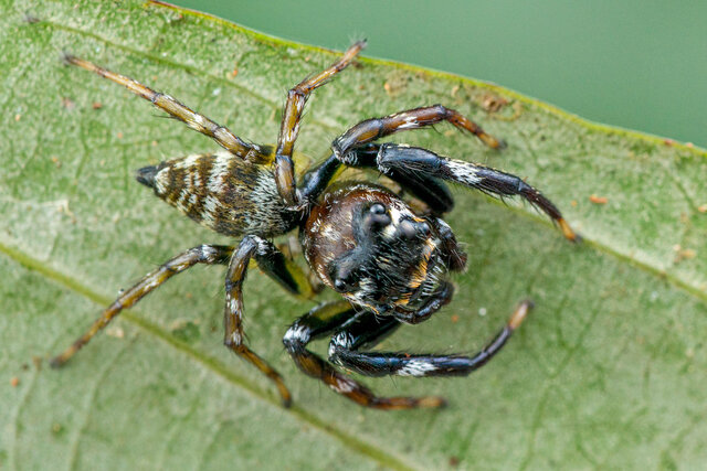 Colyttus striatus•&copy; Nicky Bay•All Rights Reserved♂, Adult, Habitus, Dorsal