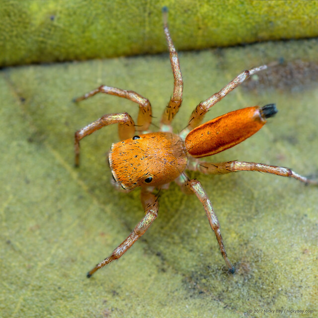 Cosmophasis lami•&copy; Nicky Bay•All Rights Reserved♂, Adult, Habitus, Dorsal