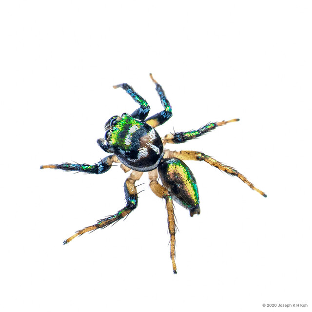 Cytaea dispalans•&copy; Joseph K H Koh•All Rights Reserved♂, Adult, Habitus, Dorsal