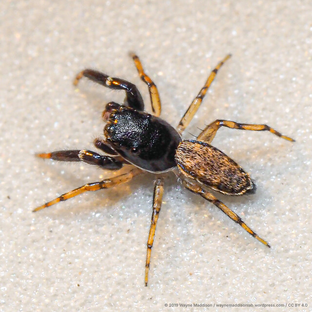 Dendroicius sp. "Banded Wavy"•&copy; Wayne Maddison•CC BY 4.0♂, Adult, Habitus, Dorsal