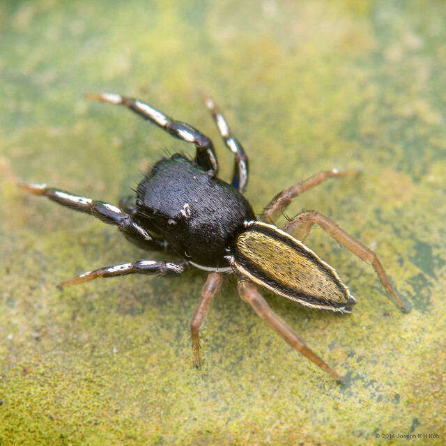 Dendroicius sp. "U-Pin"•&copy; Joseph K H Koh•All Rights Reserved♂, Adult, Habitus, Dorsal