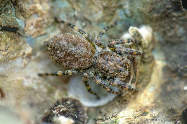 Diplocanthopoda marina•&copy; Chris Ang•All Rights Reserved♀, Adult, Habitus, Dorsal