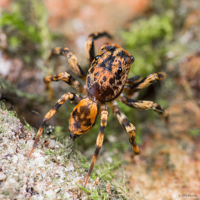 Echeclus sp. "Halloween Bark"•&copy; Paul Ng•All Rights Reserved♂, Adult, Habitus, Dorsal