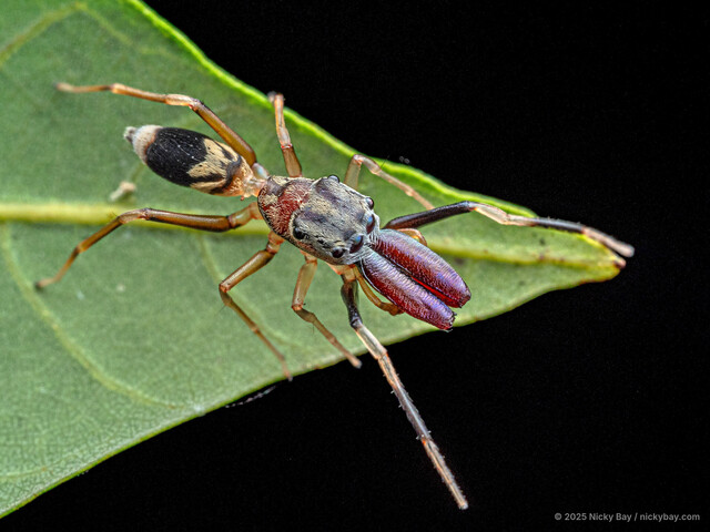 Emertonius koomeni•&copy; Nicky Bay•All Rights Reserved♂, Adult, Habitus, Dorsal