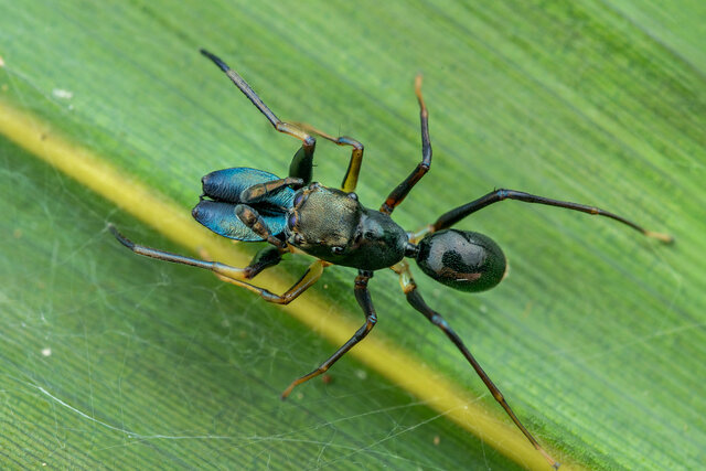 Emertonius malayanus•&copy; Nicky Bay•All Rights Reserved♂, Adult, Habitus, Dorsal