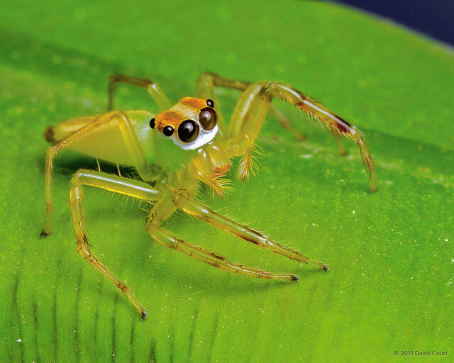 Epeus sp. "Bukit Timah"•&copy; David Court•All Rights Reserved♀, Adult, Habitus, Lateral
