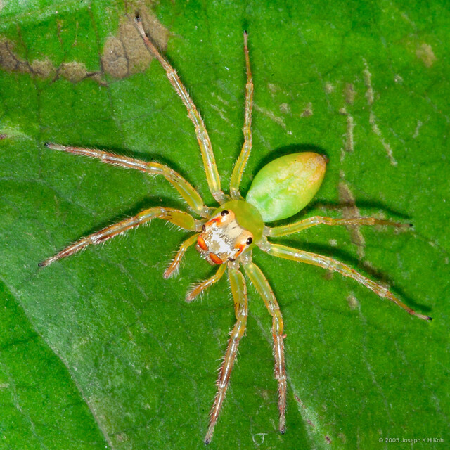 Epeus sp. "Green & Yellow"•&copy; Joseph K H Koh•All Rights Reserved♀, Adult, Habitus, Dorsal
