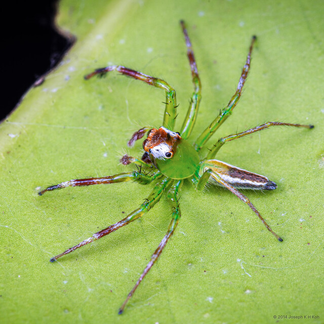 Epeus sp. "Jade Legs Mohawk"•&copy; Joseph K H Koh•All Rights Reserved♂, Adult, Habitus, Dorsal