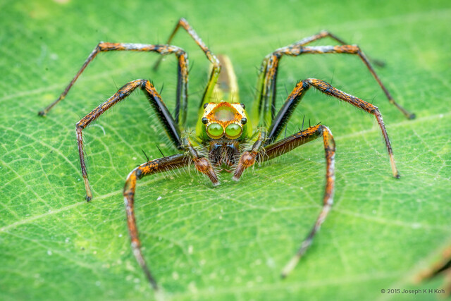 Epeus sp. "Serrated Spur"•&copy; Joseph K H Koh•All Rights Reserved♂, Adult, Habitus, Anterior, Eyes